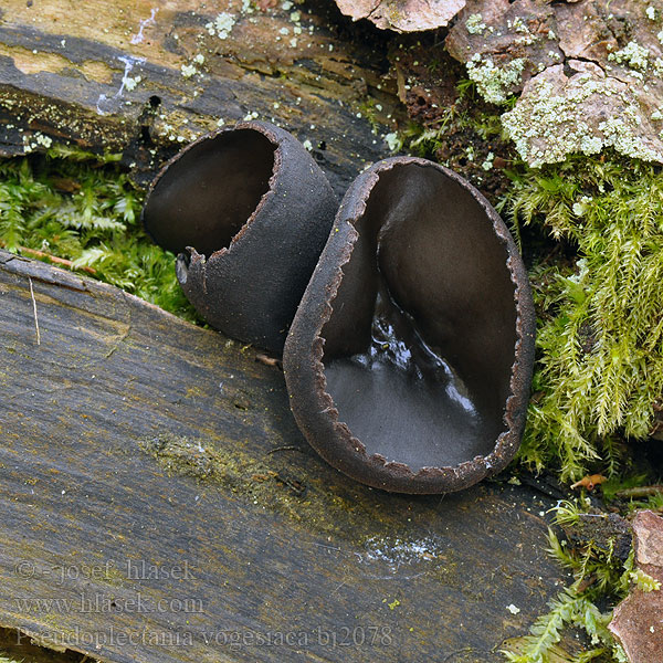 Pseudoplectania vogesiaca bj2078