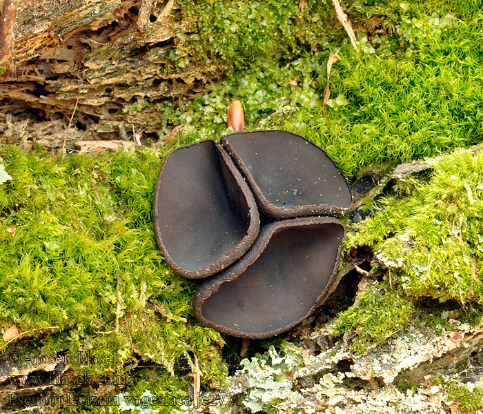 Vogeška polpletenka Misôčka tmavá Pseudoplectania vogesiaca