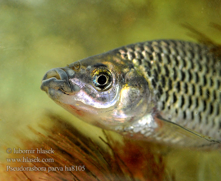 Pseudorasbora parva Blaubandbärbling Blauwband