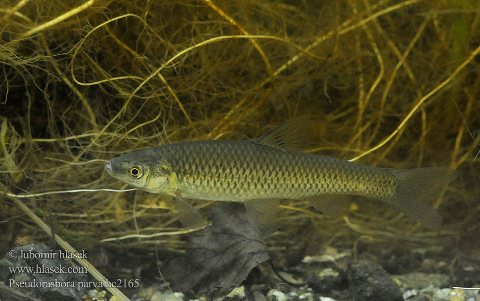 Stone moroko Topmouth gudgeon Blouband 麦穗鱼