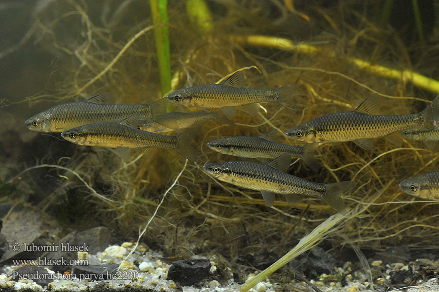 Blaubandbärbling Blauwband Střevlička východní