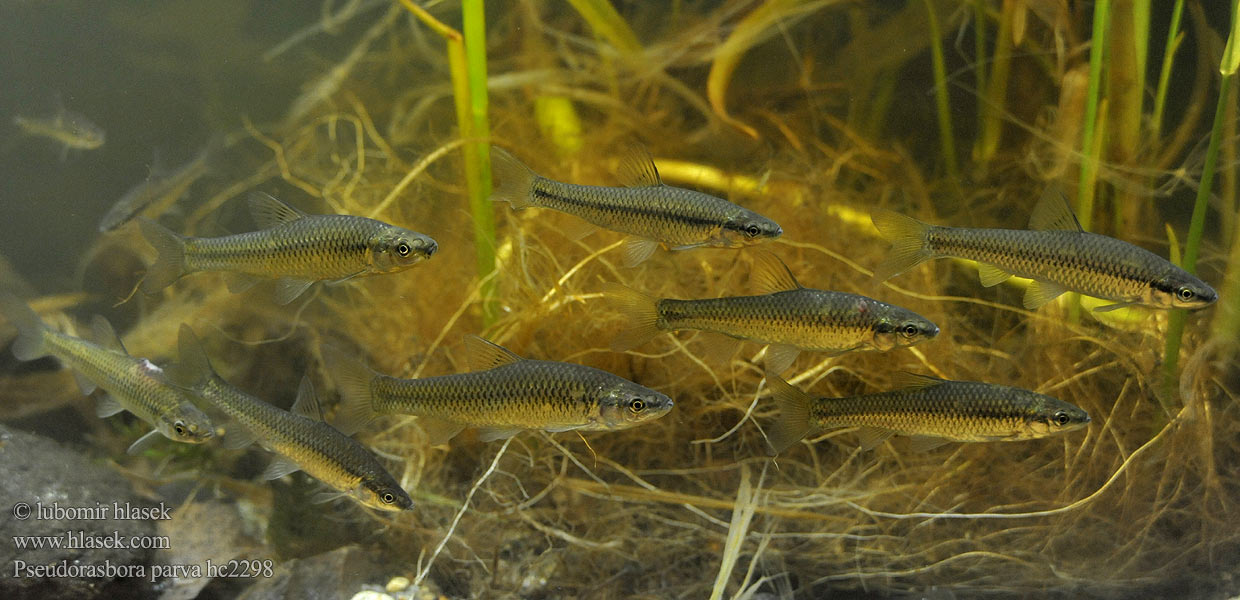 Střevlička východní モツゴ Czebaczek amurski