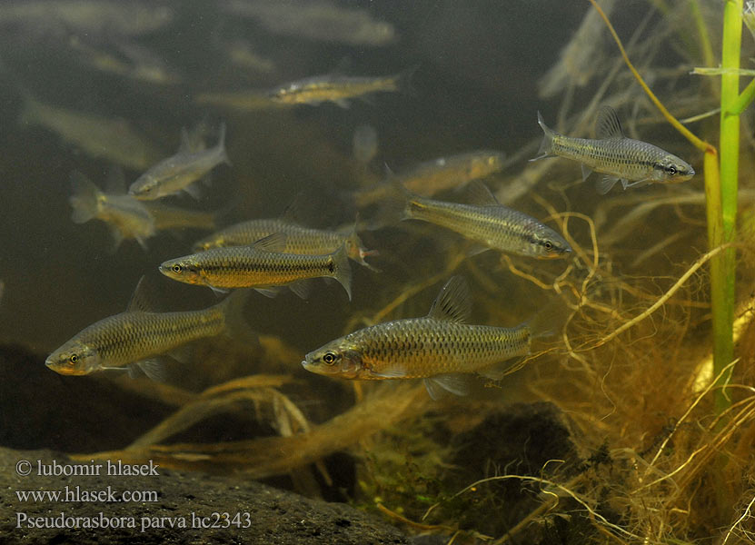 Амурский чебачок Stone moroko Topmouth gudgeon