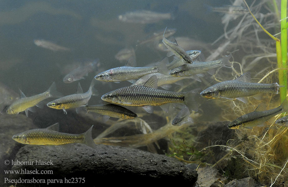 Pseudorasbora parva hc2375