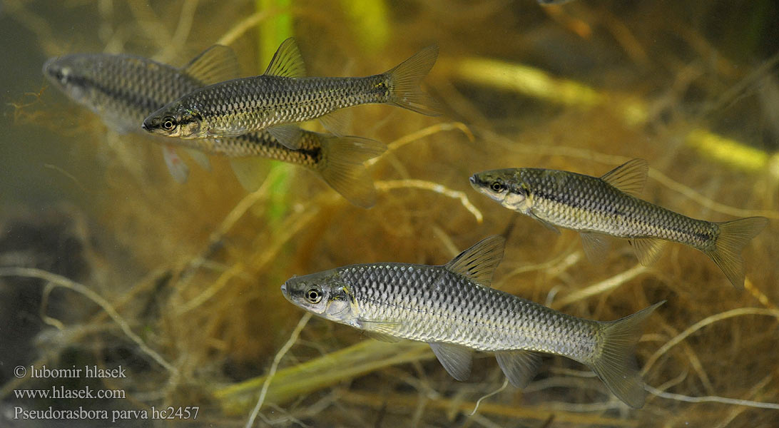 Pseudorasbora parva hc2457