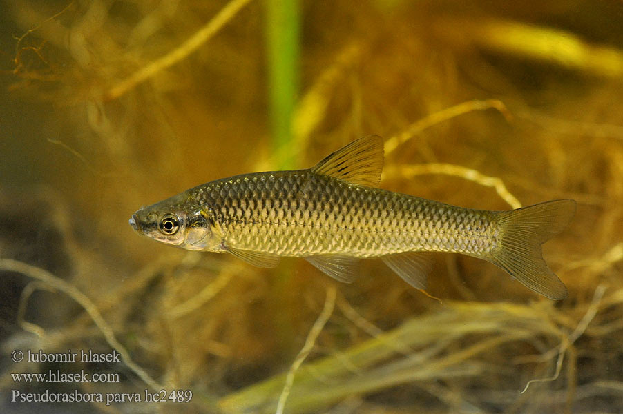 Pseudorasbora parva hc2489