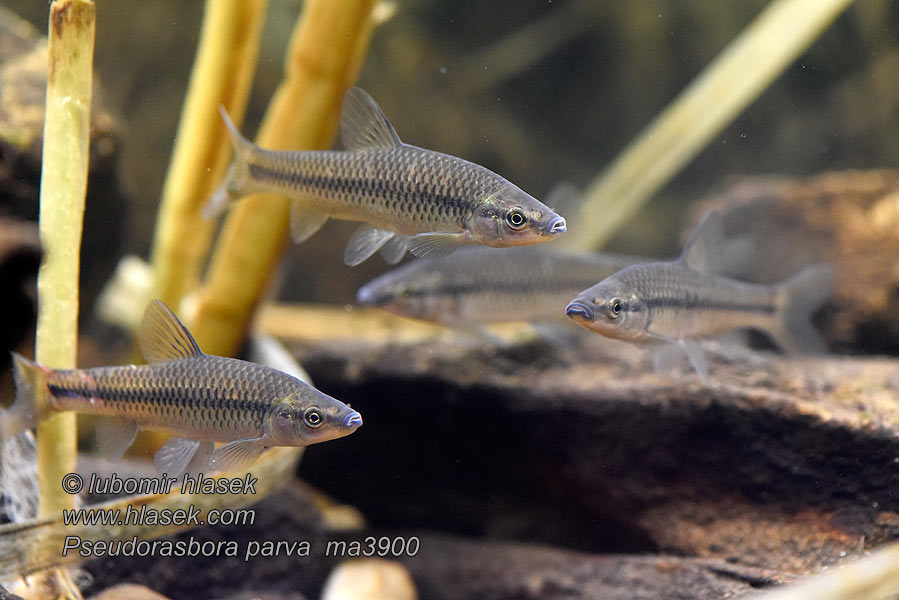 Pseudorasbora parva