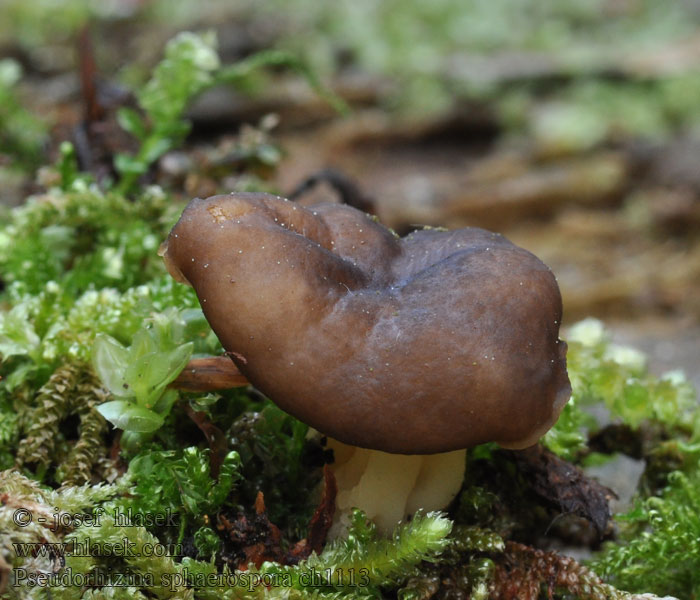 Pseudorhizina sphaerospora Gyromitra Helvella