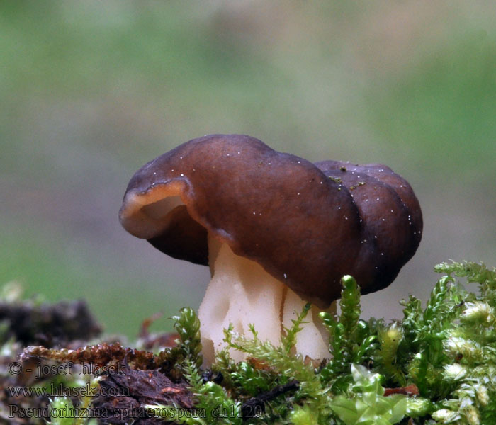 Pseudorhizina sphaerospora Rundsporige Lorchel