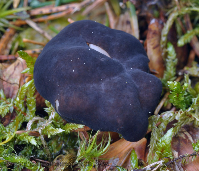 Pseudorhizina sphaerospora Klotsporig murkla