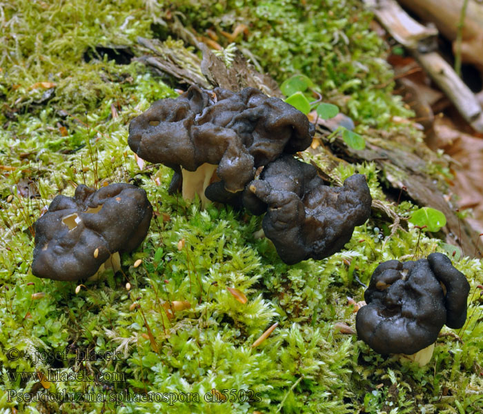 Pseudorhizina sphaerospora Kesäkorvasieni