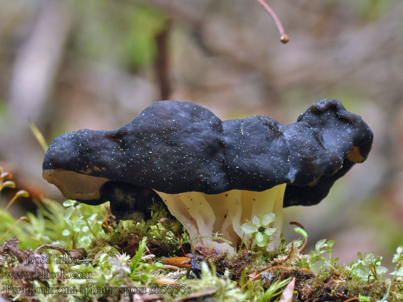 Rundsporige Lorchel Pseudorhizina sphaerospora