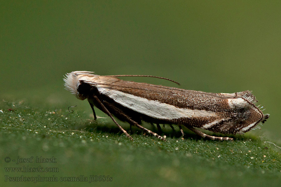 Pseudosophronia cosmella