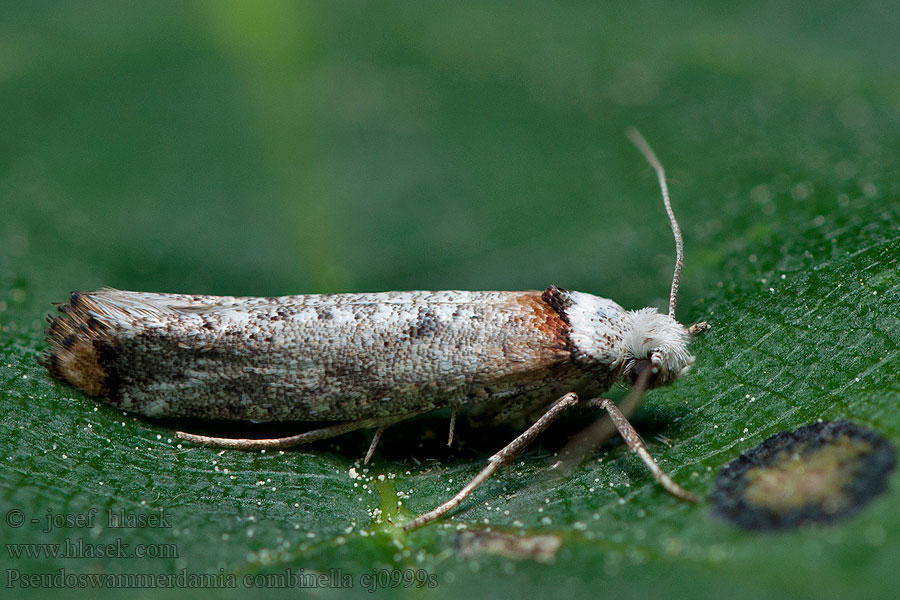 Pseudoswammerdamia combinella Copper-tipped Ermel Priadzovec očkatý