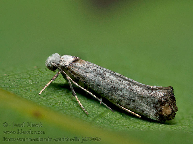 Pseudosophronia cosmella