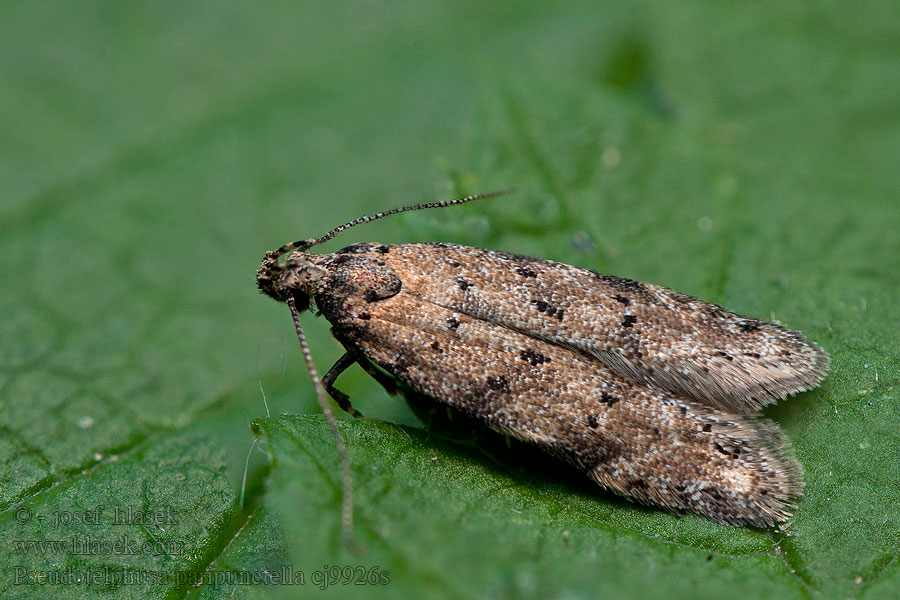 Pseudotelphusa paripunctella Psota párnobodá Моль скелетирующая