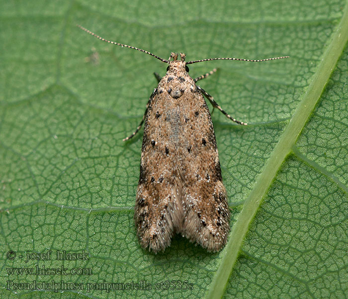 Pseudotelphusa paripunctella