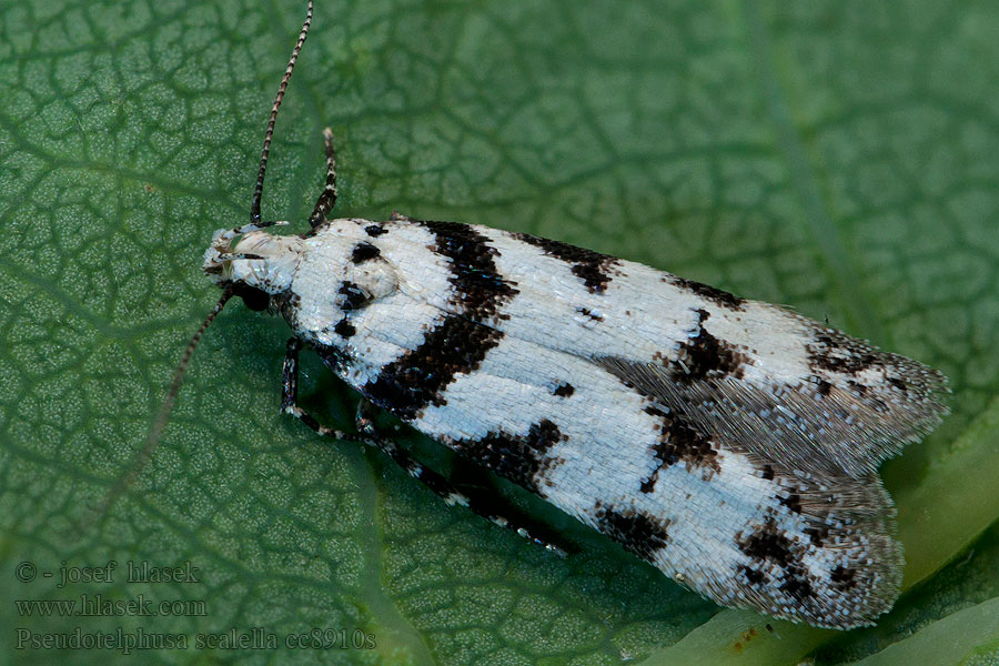 Pseudotelphusa scalella