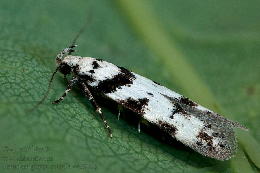 Pseudotelphusa scalella Black-spotted Groundling