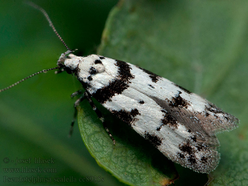 Pseudotelphusa scalella Psota machová