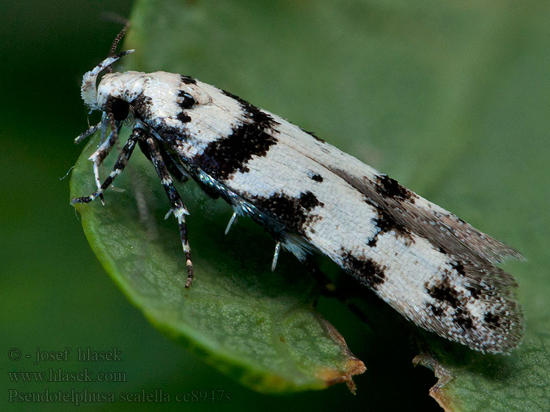 Pseudotelphusa scalella Pronkpalpmot