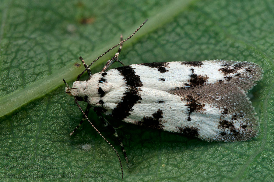 Pseudotelphusa scalella Svartvit bladkantmal