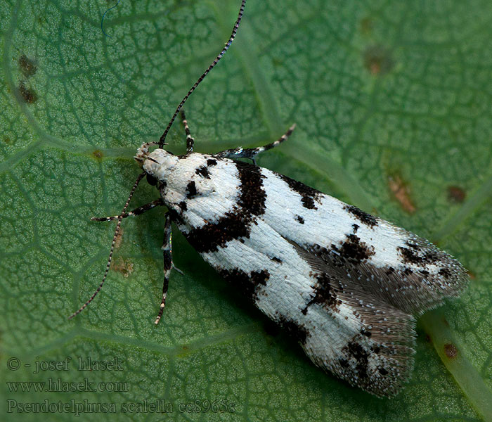 Black-spotted Groundling Pseudotelphusa scalella