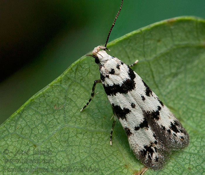 Psota machová Pseudotelphusa scalella