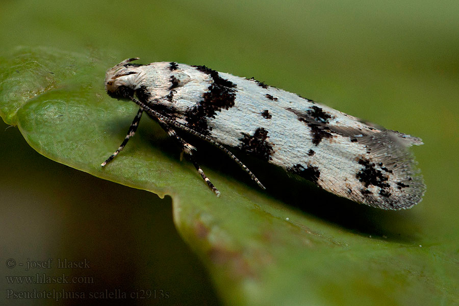 Pseudotelphusa scalella