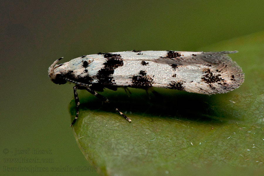 Pseudotelphusa scalella