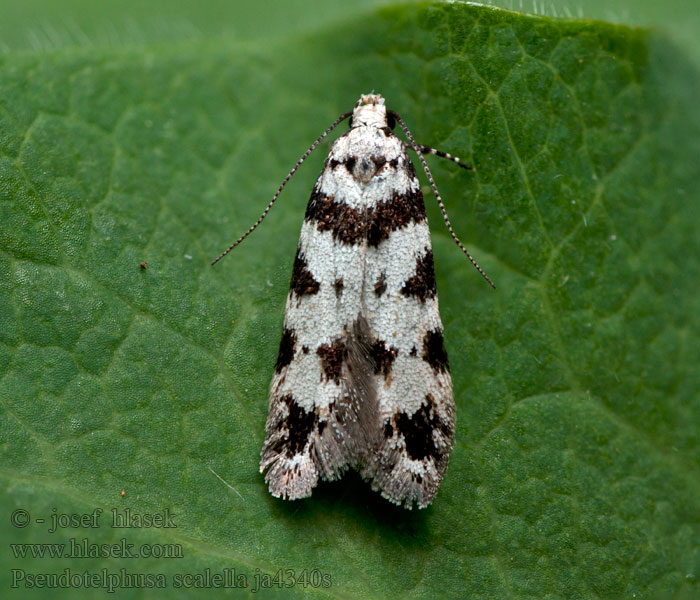 Pseudotelphusa scalella