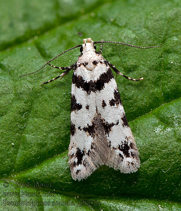 Black-spotted Groundling Psota machová Pronkpalpmot Svartvit bladkantmal Pseudotelphusa scalella