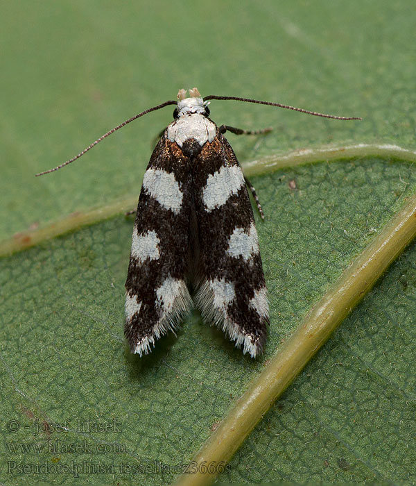 Pseudotelphusa tessella Schwarzweißer Berberitzenfalter Psota dráčová