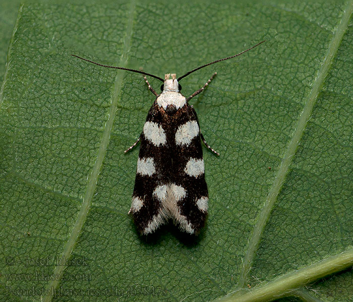 Pseudotelphusa tessella Schwarzweißer Berberitzenfalter