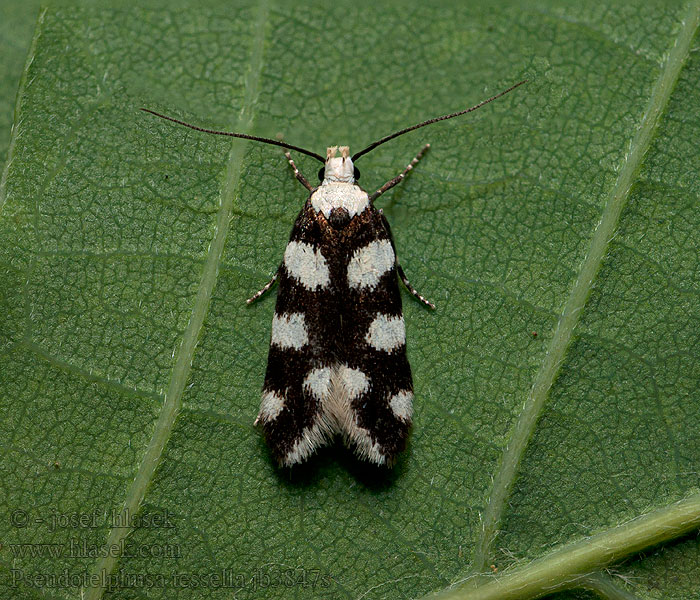 Pseudotelphusa tessella Schwarzweißer Berberitzenfalter