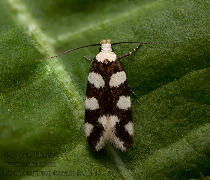 Pseudotelphusa tessella