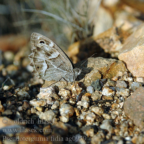 Pseudotergumia fidia ag0939