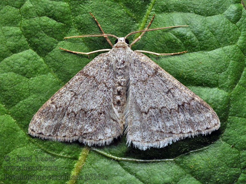 Pseudoterpna coronillaria