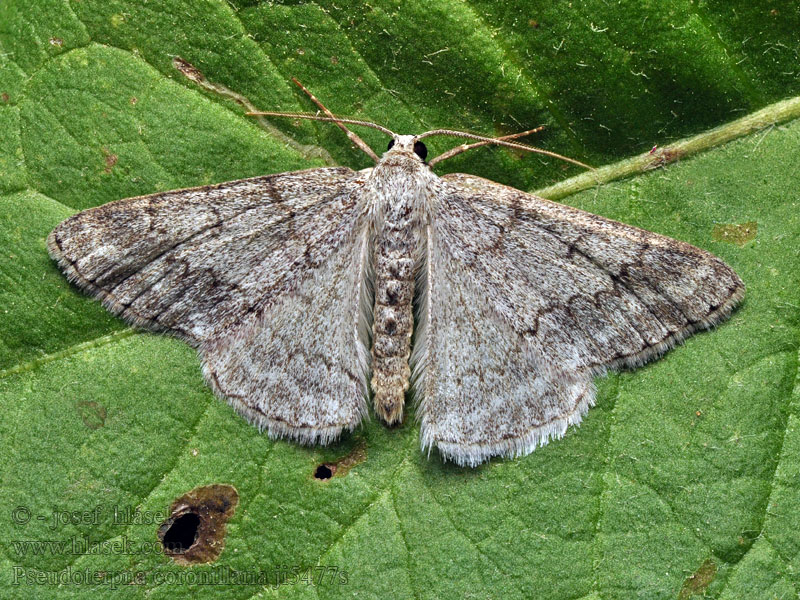 Pseudoterpna coronillaria