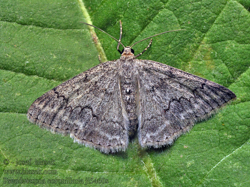 Pseudoterpna coronillaria