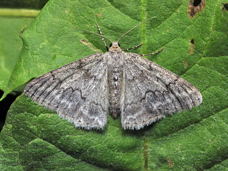 Pseudoterpna coronillaria