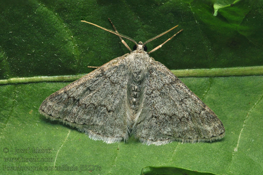 Pseudoterpna coronillaria