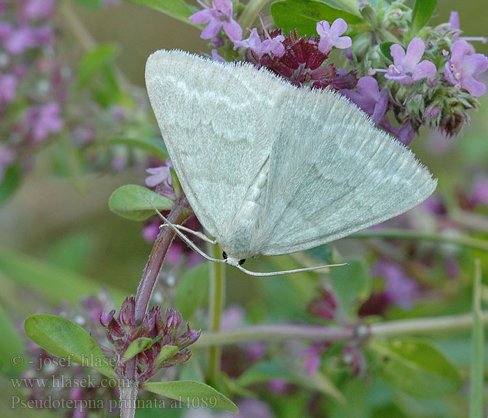 Blaßgrüner Ginsterheidenspanner Grass Emerald Piadivka prútnatcová