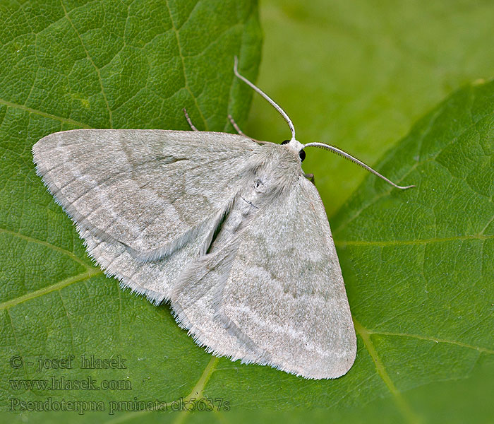 Pseudoterpna pruinata Hémithée du Genêt Miernik szroniak