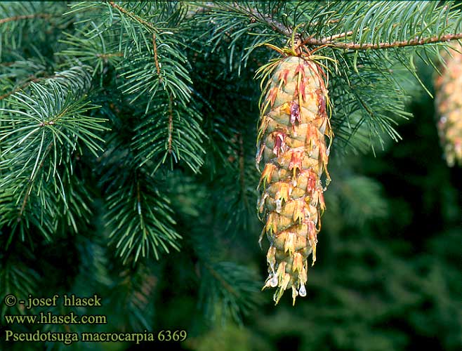 Pseudotsuga macrocarpia