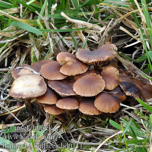 Psilocybe bullacea subviscida Lysohlávka ověšená kulovitá Tonsuurkaalkopje Porhanyós Badargomba Blasiger Kahlkopf Laukinė glotniagalvė