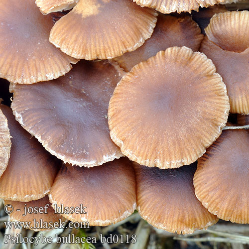 Psilocybe bullacea bd0118