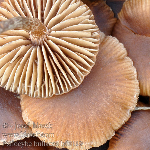 Psilocybe bullacea bd0119