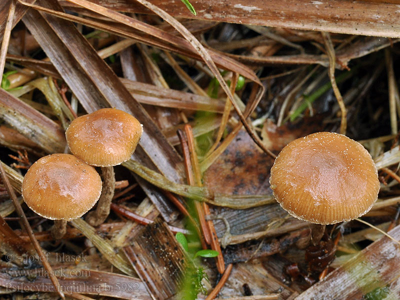 Psilocybe inquilina Deconica Lysohlávka domácí Halmkaalkopje