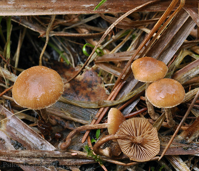 Psilocybe_inquilina_br5987